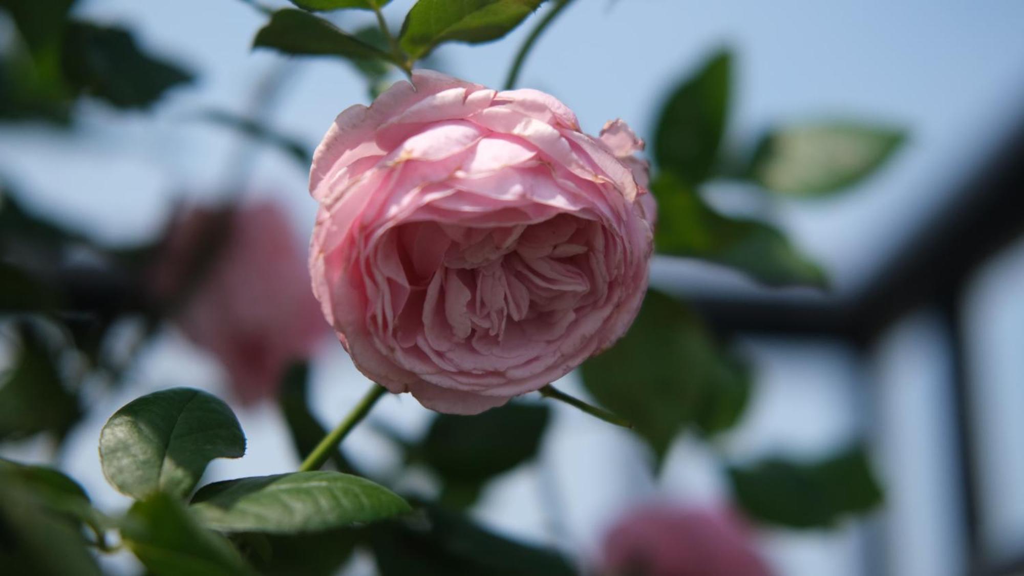 The Bloom Classic - Hotel And Bistro Ханой Екстер'єр фото